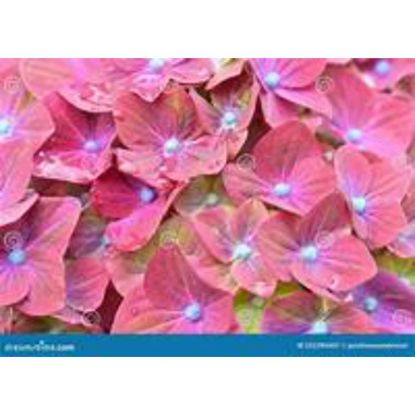 Picture of CLOSE UP DEEP RED 4848#