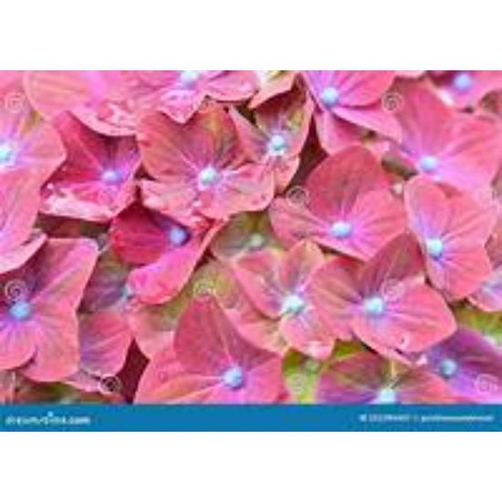 Picture of CLOSE UP DEEP RED 4848#